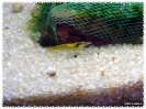 aquadream_60_2008_07_23_36
