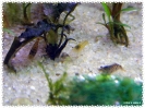 aquadream_60_2008_07_23_39