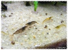 aquadream_60_2008_07_23_42