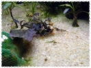aquadream_60_2008_07_26_04