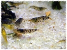aquadream_60_2008_07_26_11