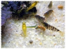 aquadream_60_2008_07_26_12
