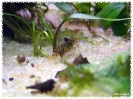 aquadream_60_2008_07_28_07