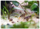 aquadream_60_2008_07_29_02