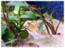 aquadream_60_2008_07_31_01