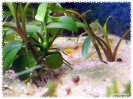 aquadream_60_2008_07_31_03
