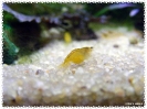 aquadream_60_2008_08_05_07