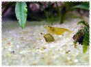 aquadream_60_2008_08_05_19