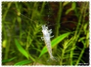 aquadream_60_2008_08_07_04