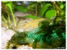 aquadream_60_2008_08_07_05