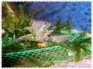 aquadream_60_2008_08_07_19