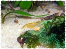 aquadream_60_2008_08_09_01