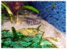 aquadream_60_2008_08_10_02
