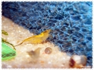 aquadream_60_2008_08_10_03