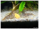 aquadream_60_2008_08_10_08