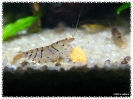 aquadream_60_2008_08_10_09