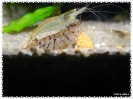 aquadream_60_2008_08_10_11