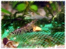 aquadream_60_2008_08_10_17