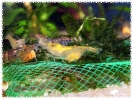 aquadream_60_2008_08_10_19