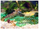 aquadream_60_2008_08_10_20