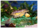 aquadream_60_2008_08_10_22