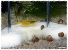 aquadream_60_2008_08_23_07