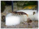 aquadream_60_2008_08_23_12
