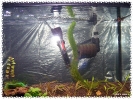 aquadream_60_2009_05_21_02