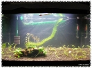 aquadream_60_2009_05_25_01
