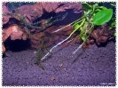 aquadream_60_2009_05_25_10