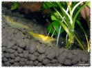 aquadream_60_2009_06_04_02