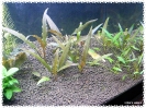 aquadream_60_2009_07_12_06