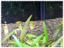 aquadream_60_2009_07_12_09