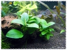 aquadream_60_2009_07_12_10
