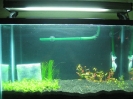 caribsea_eco_complete_planted_aqua04