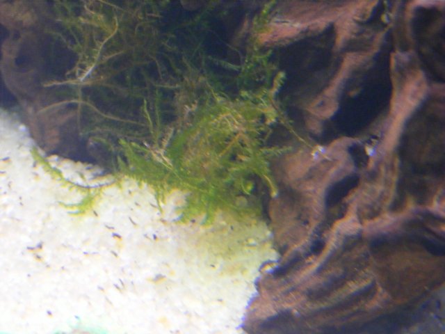 Photo de Moss weeping - Vesicularia ferriei
