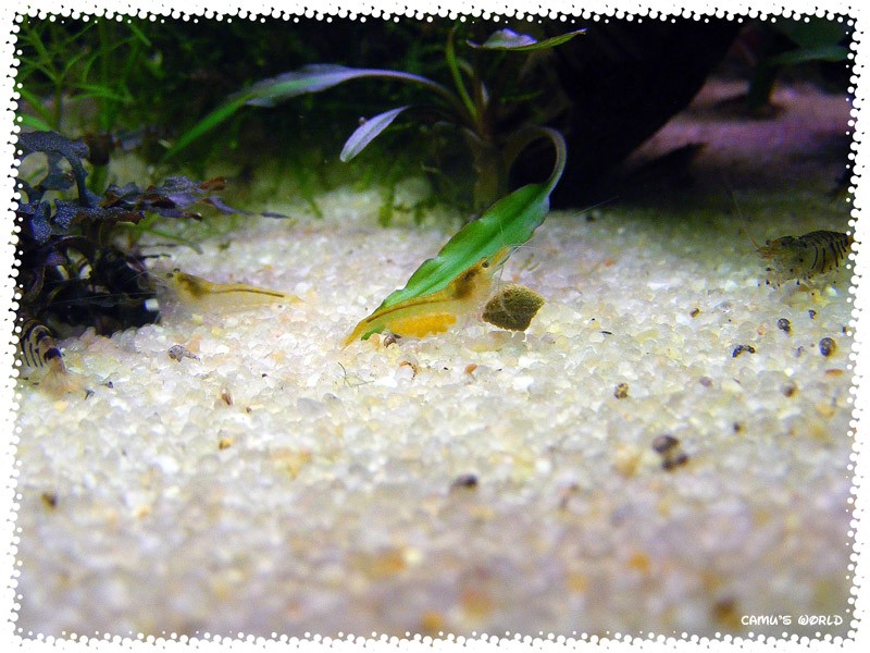 Des crevettes yellow et tiger