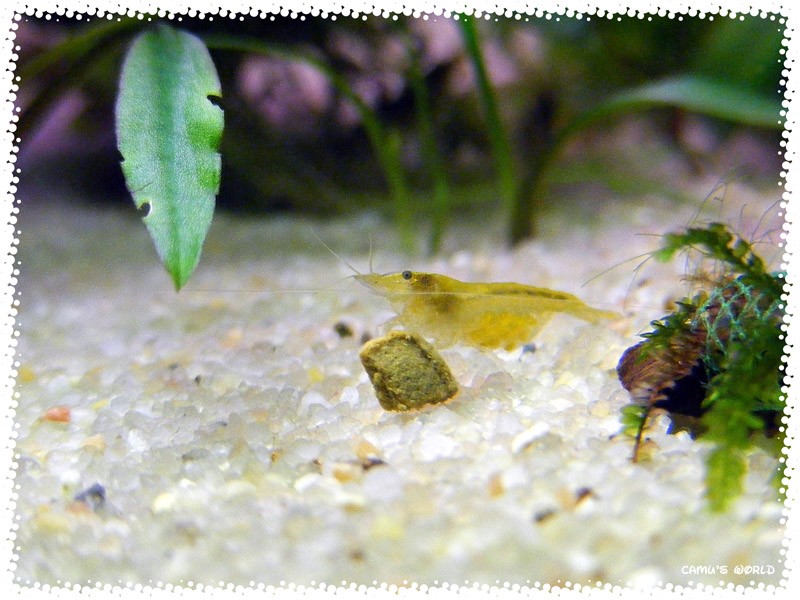 Crevette yellow avec de la nourriture